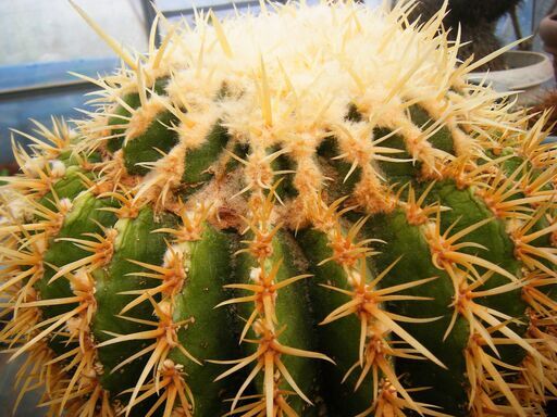 サボテン} 王金鯱モンスト