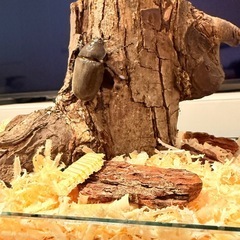 カブトムシ　メス