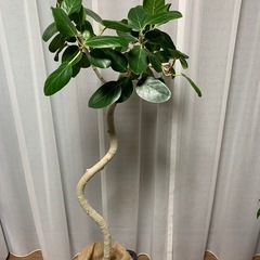 観葉植物　フィカス