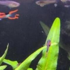 熱帯魚10匹エンドラーズライブベアラー オス・メス5匹ずつ+稚魚10匹