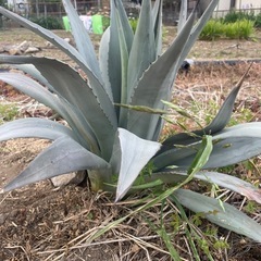 アガベ　パリー　の画像
