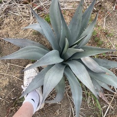 アガベ　パリー　の画像