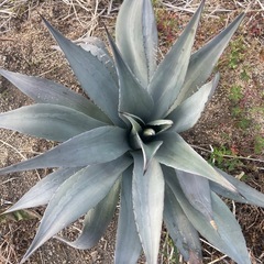 アガベ　パリー　の画像