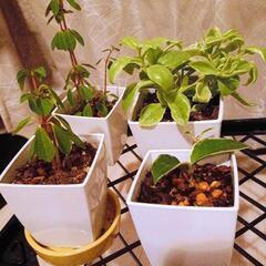 【お譲りします】観葉植物4点