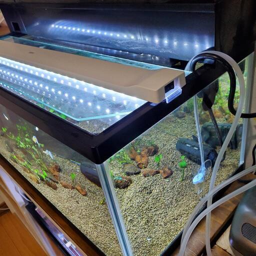 中古☆60cm水槽☆水槽☆上部フィルター☆新品おまけ付き 2025年最新】Yahoo!オークション -水槽 上部フィルターの中古品