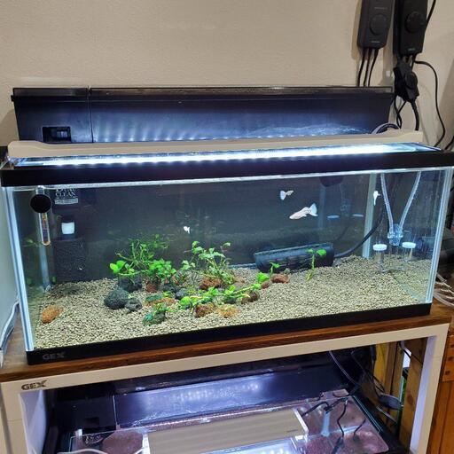 パ*タ様 GEX 60 水槽等　引き取り専用 GEX ガラスフタ 60-A(幅56.7×奥行14.8cm、厚さ3mm) | チャーム