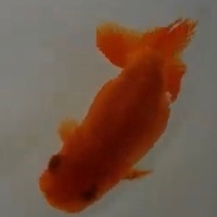 らんちゅう　金魚