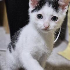 人懐こい甘えん坊🤍白黒ぶち・生後6週オス