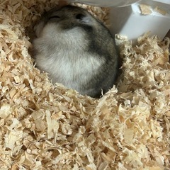 ハムスターに使う床材　木屑　おがくず　募集