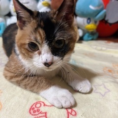 三毛猫女の子 さくらちゃん