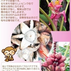 アケビバナナの苗🍌約750g⑤の画像
