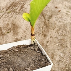 アケビバナナの苗🍌約750g⑤の画像