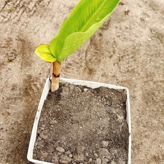 アケビバナナの苗🍌約750g⑤の画像