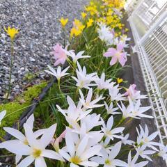 ☆彡ほったらかし 白 ピンク色  ゼフィランサス 花の画像