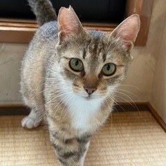 可愛いくお転婆な　ゆいちゃん - 猫