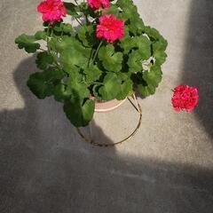 🌺ゼラニウム 植木鉢