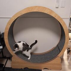 1年利用🐈️猫の大きめキャットホイール