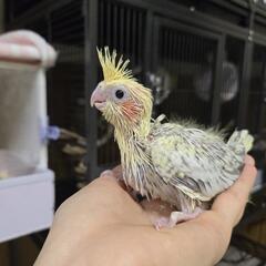 オカメインコ シナモンパールパイド､シナモン 雛
