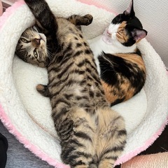 引越しのため2匹とも譲渡できる方今日午前中のみ
