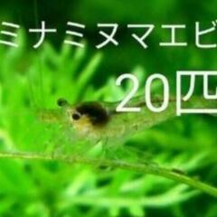 ④ミナミヌマエビ