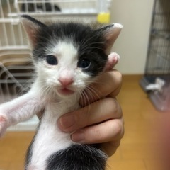 白黒ちゃん2匹