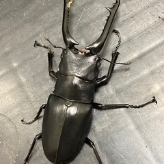 ギラファノコギリクワガタ★新成虫ペア
