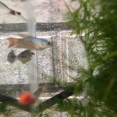 大特価！ブルー闘魚単品1匹だと500円5匹1セット1,000円の画像