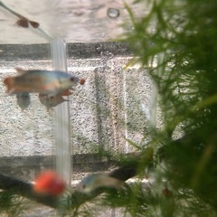 大特価！ブルー闘魚単品1匹だと500円5匹1セット1,000円の画像