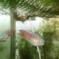 大特価！ブルー闘魚5匹1セット1,000円