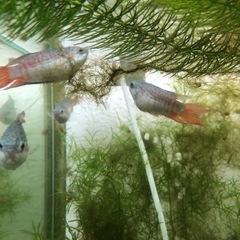 大特価！ブルー闘魚単品1匹だと500円5匹1セット1,000円の画像