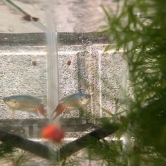 大特価！ブルー闘魚単品1匹だと500円5匹1セット1,000円の画像