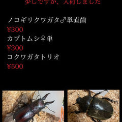 国産クワガタ.カブトムシ