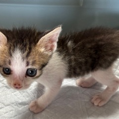 キジ白　オス　生後1ヶ月半くらい - 猫