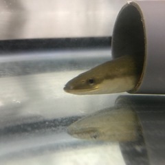 うなぎ　観賞魚 約30㎝