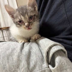 野良の子ネコ保護