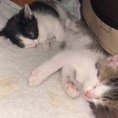 至急！子猫の里親募集！！