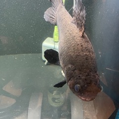ブラックタライロン