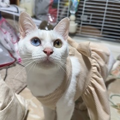 オッドアイのユキ❤️