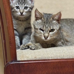 かわいい🩷キジの親子