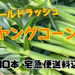 新鮮朝採りヤングコーン30本　宅急便送料込み