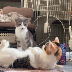 明るい性格