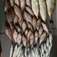 魚釣りに一緒に行きましょう！