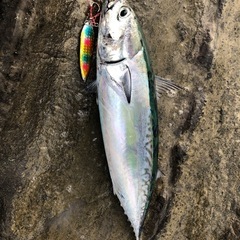 魚釣りに一緒に行きましょう！ - 清瀬市