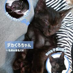 母猫と4匹の子猫の里親募集!! - 鹿児島市