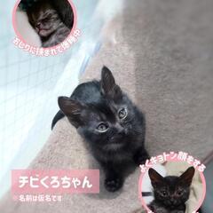 母猫と4匹の子猫の里親募集!! − 鹿児島県