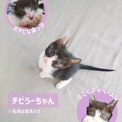 母猫と4匹の子猫の里親募集!! - 里親募集