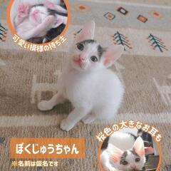 母猫と4匹の子猫の里親募集!! - 猫