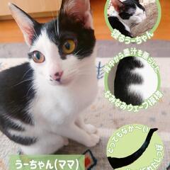 母猫と4匹の子猫の里親募集!!