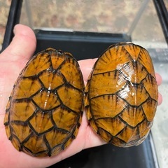 ニオイガメ好きな方🐢