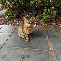 ひとりぼっちで頑張っている　かっちゃん　オス - 猫